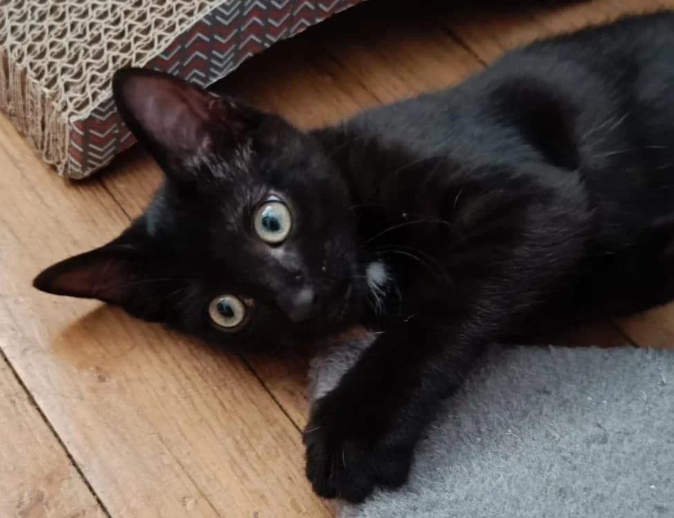 Nura, female Mixed Breed for adoption at SPA Cholet, Cholet