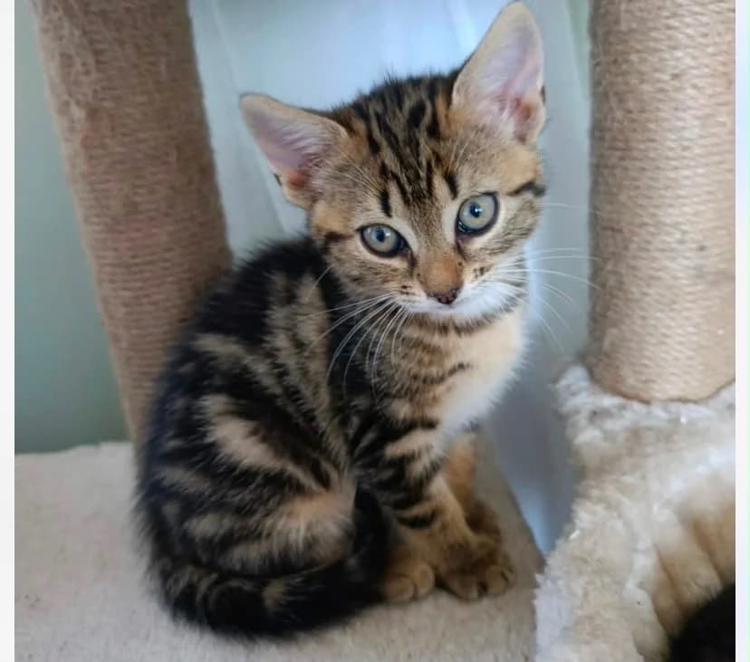 BIANCA, female Mixed Breed for adoption at SPA Cholet, Cholet