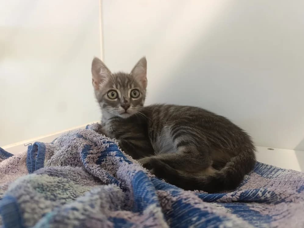 HOSHI, male Mixed Breed for adoption at SPA Cholet, Cholet