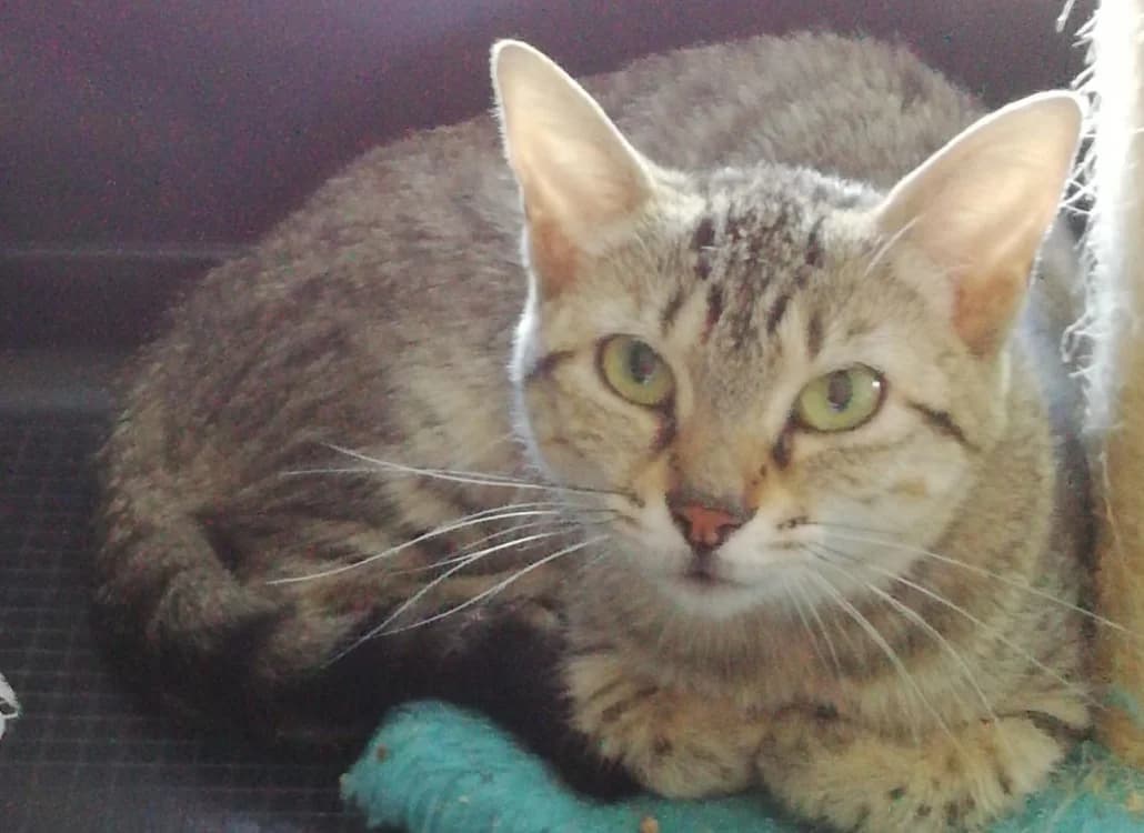 LILI, female young Mixed Breed for adoption at SPA Cholet, Cholet