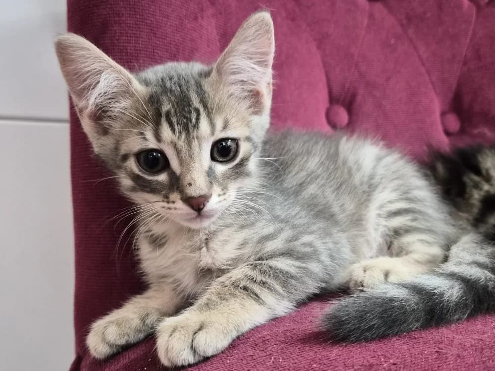 Smoky, male puppy Mixed Breed for adoption at SPA Cholet, Cholet