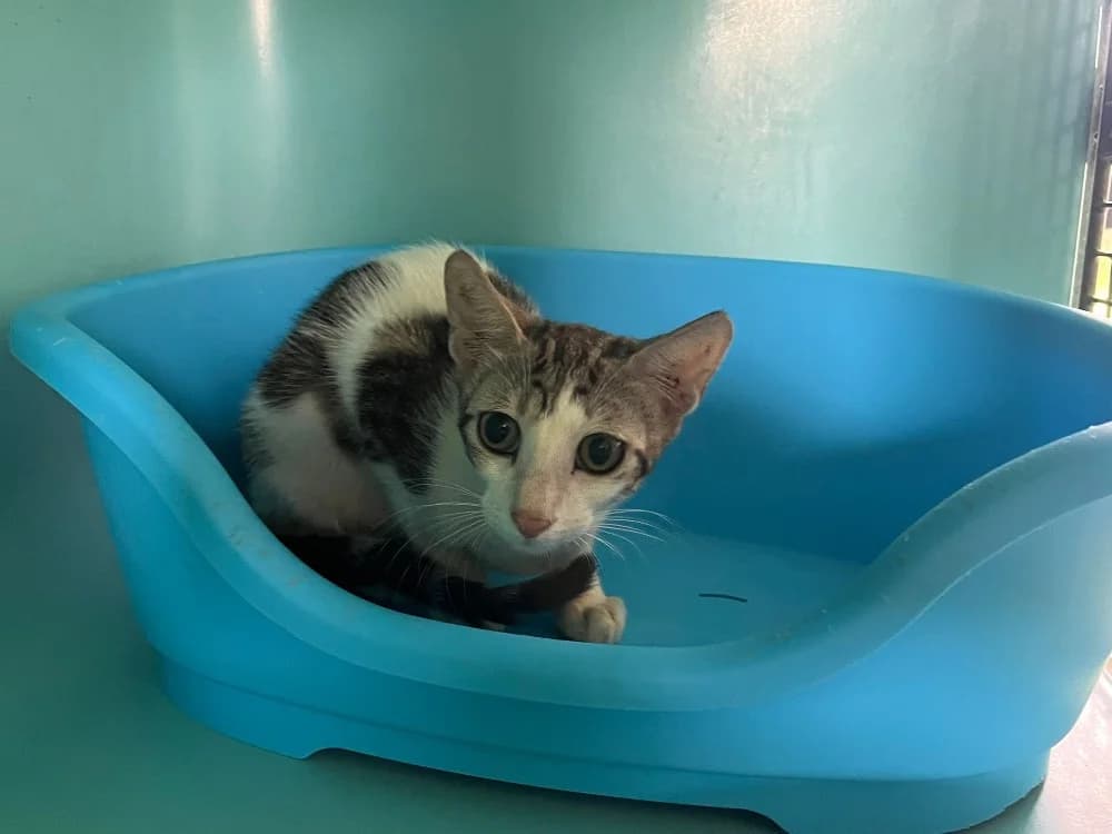 Figaro, male puppy Mixed Breed for adoption at SPA Cholet, Cholet