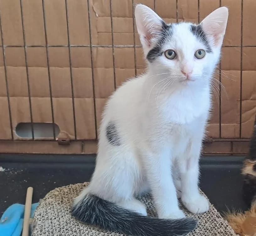 BLUE, male puppy Mixed Breed for adoption at SPA Cholet, Cholet