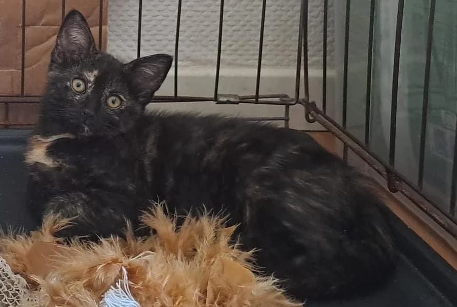 BAGHARA, female Mixed Breed for adoption at SPA Cholet, Cholet