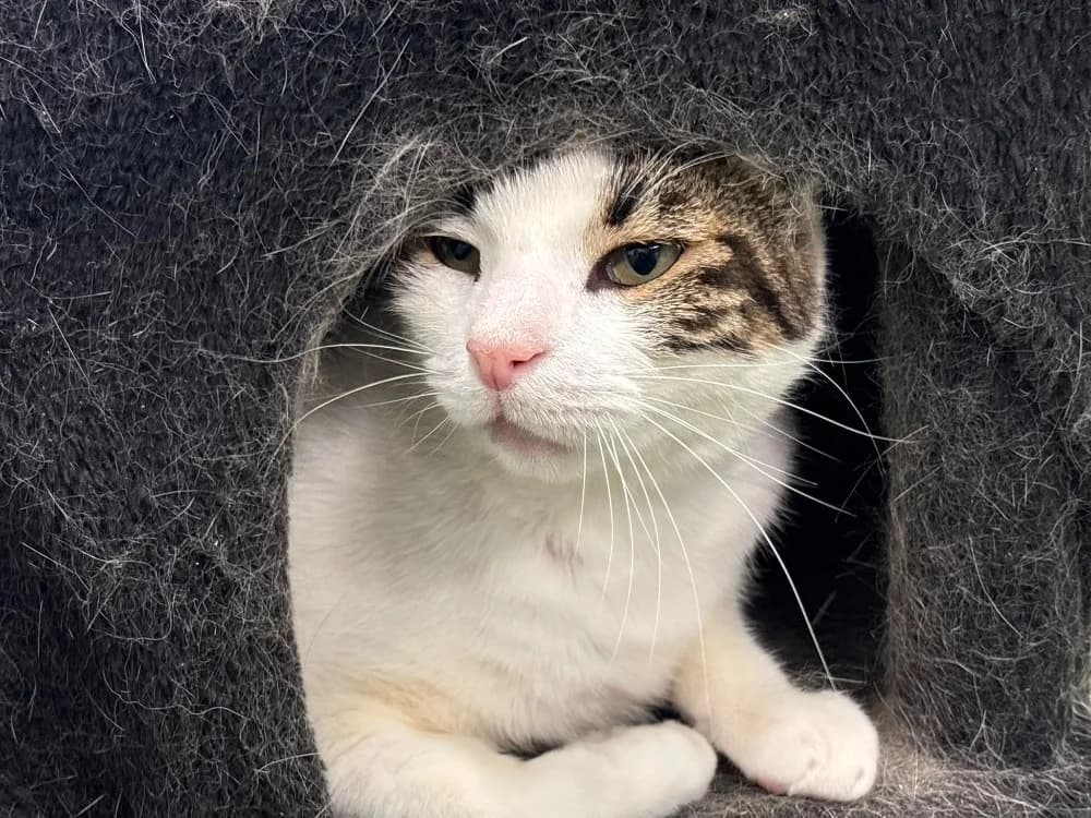Moush, male senior Mixed Breed for adoption at SPA Cholet, Cholet