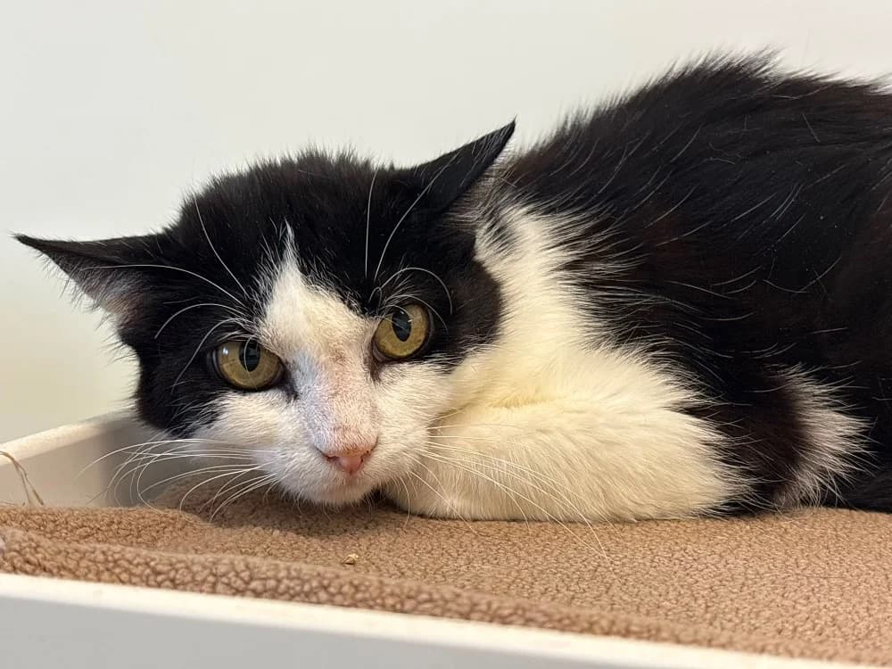 DUCHESSE, female 4yo Mixed Breed for adoption at SPA Cholet, Cholet