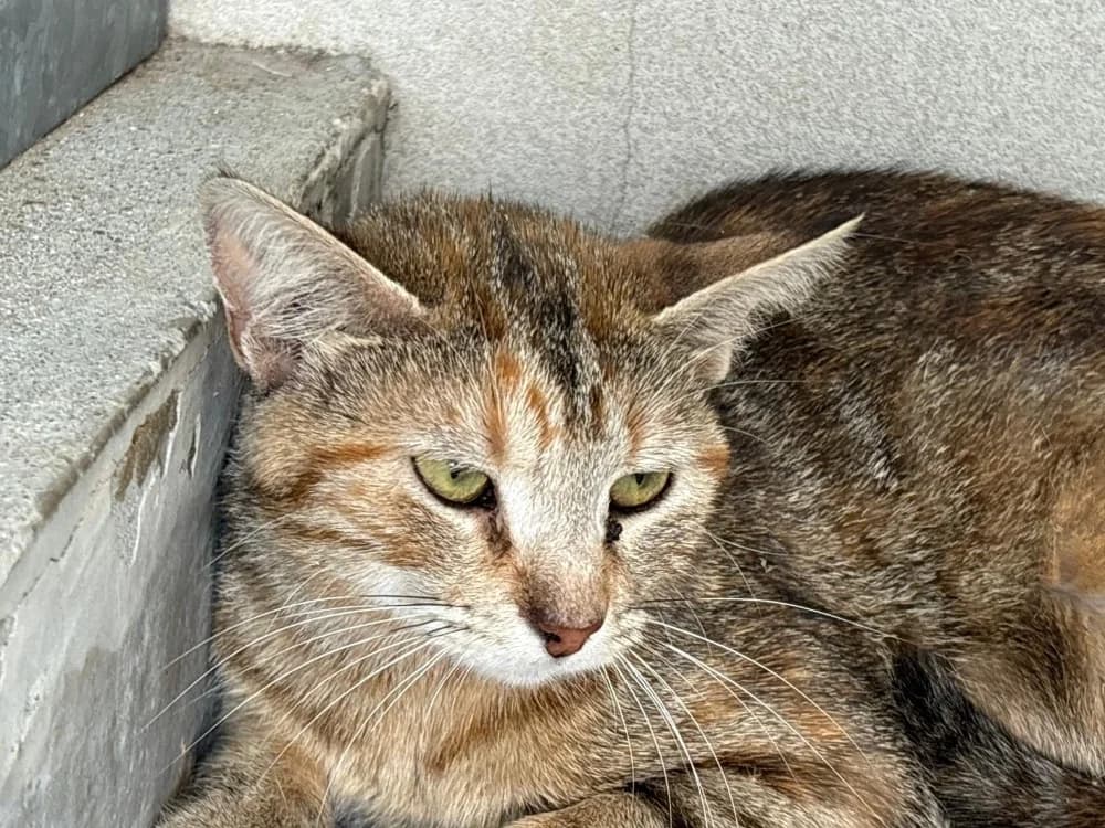 ISHAAN, female Mixed Breed for adoption at SPA Cholet, Cholet