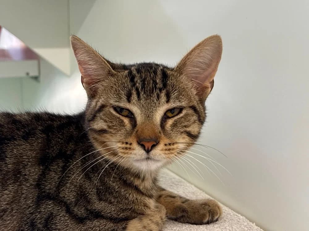 ASLAN, male Mixed Breed for adoption at SPA Cholet, Cholet