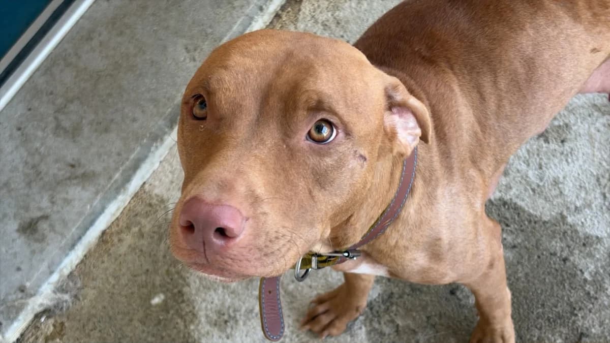 Lylie, female Staffordshire Bull Terrier for adoption at SPA Cholet, Cholet