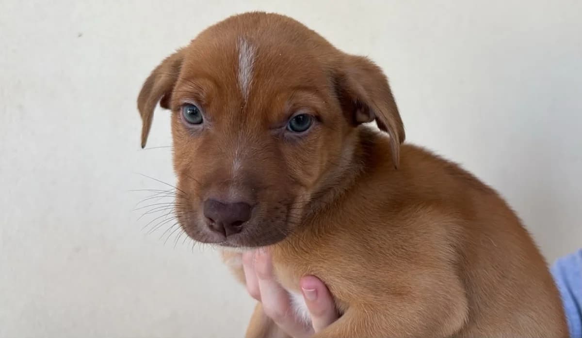 MARIANNE Réservée, female puppy mixed breed for adoption at SPA Cholet, Cholet