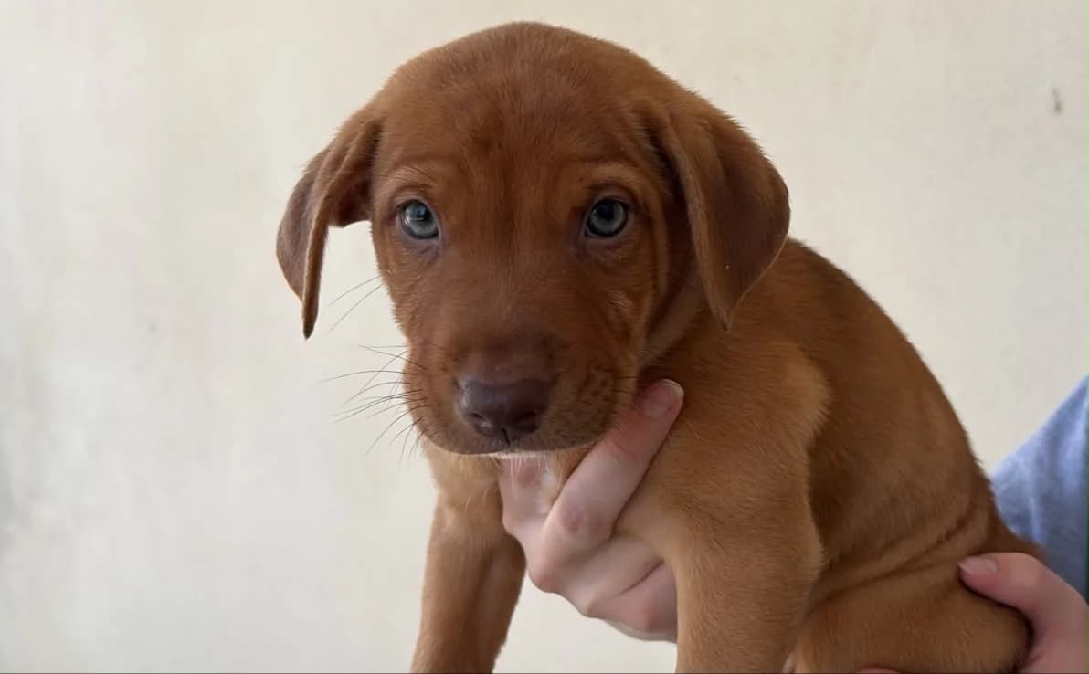 DARWIN, male Mixed Breed for adoption at SPA Gennevilliers (Grammont), Gennevilliers