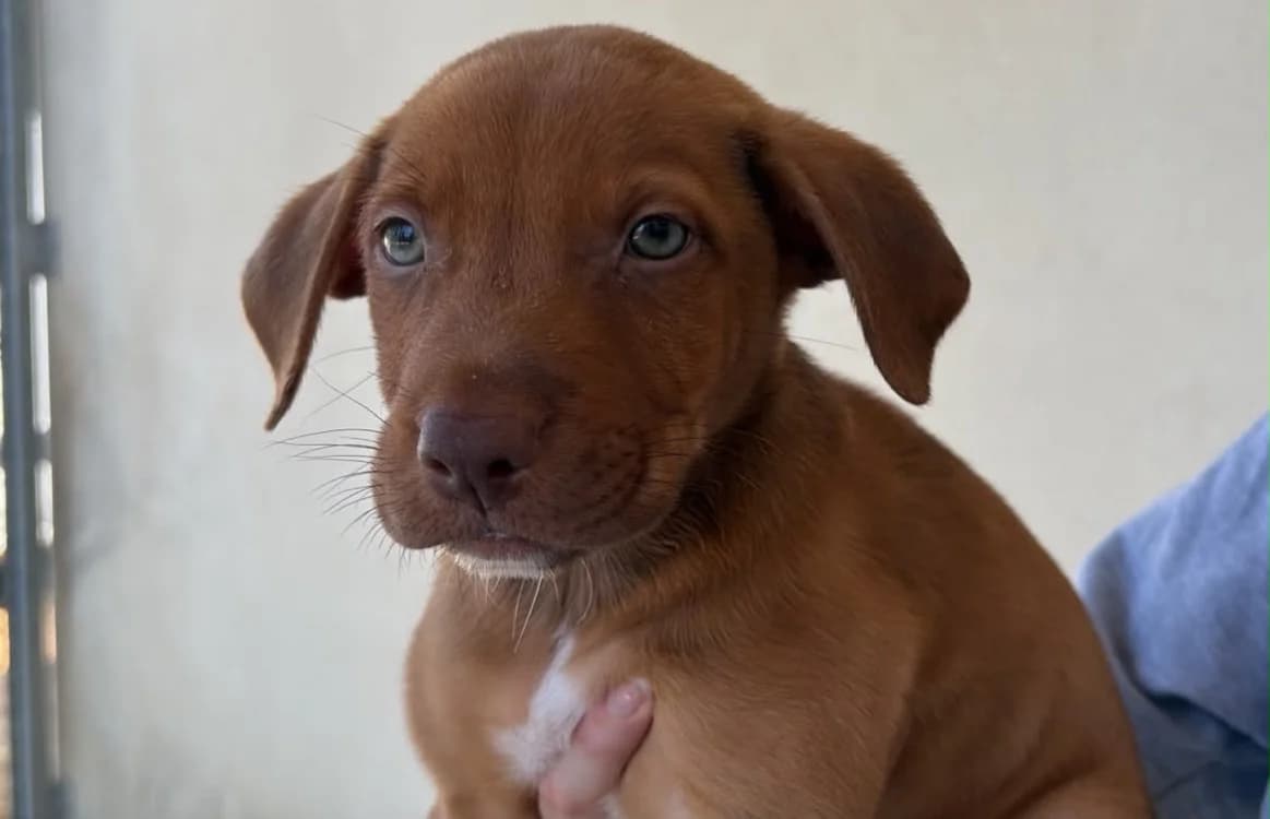 NIGEL, male puppy Mixed Breed for adoption at SPA Cholet, Cholet