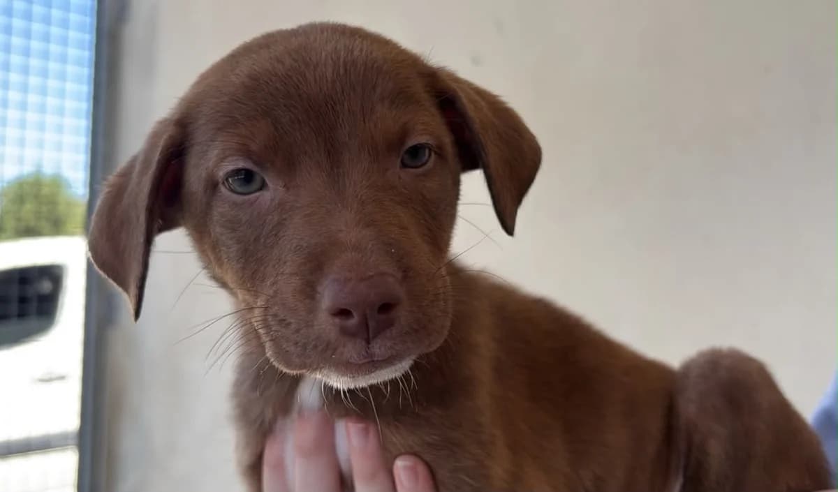 DEBBIE Réservée, female puppy mixed breed for adoption at SPA Cholet, Cholet