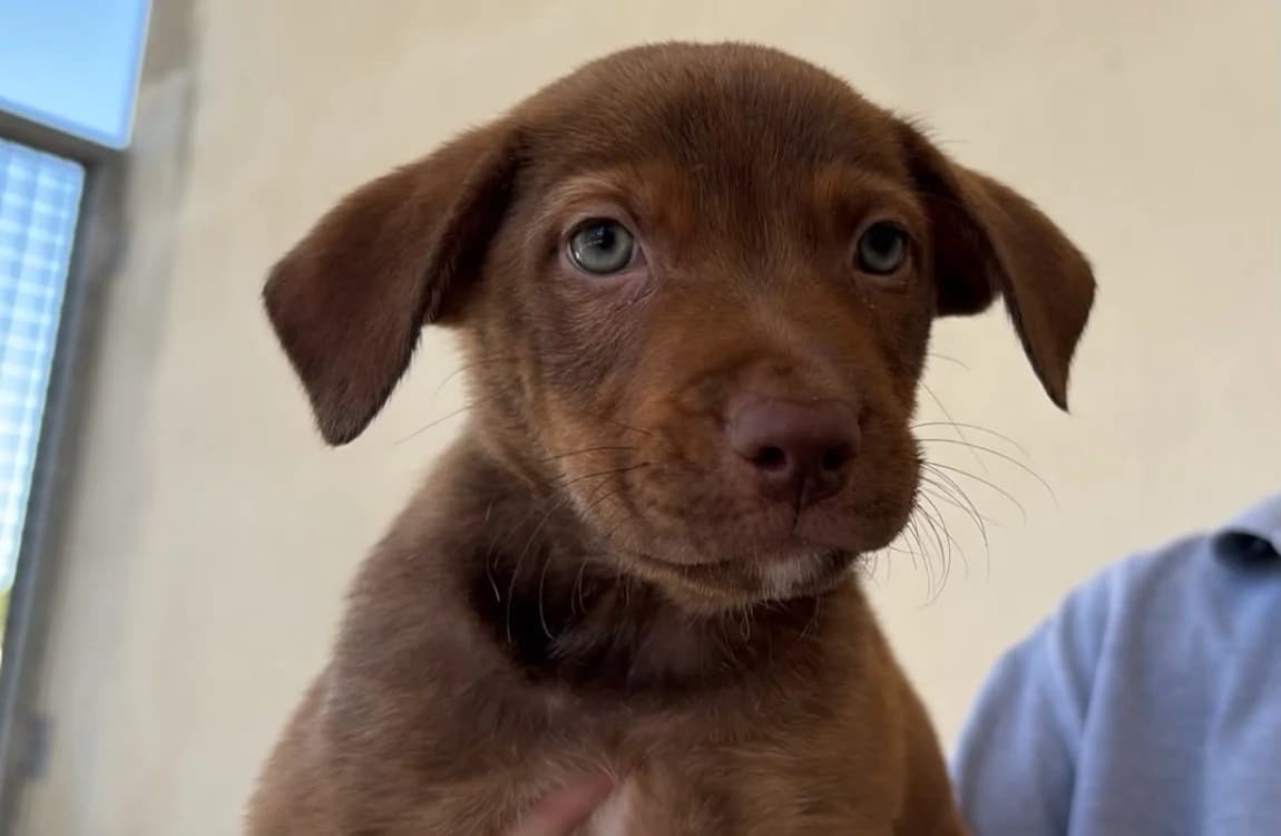 DONNIE, female puppy Mixed Breed for adoption at SPA Cholet, Cholet