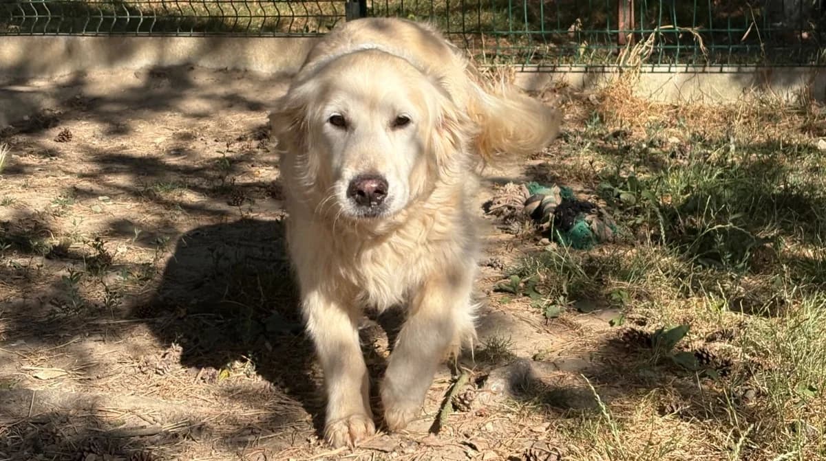 Milo, female senior mixed breed for adoption at SPA Cholet, Cholet