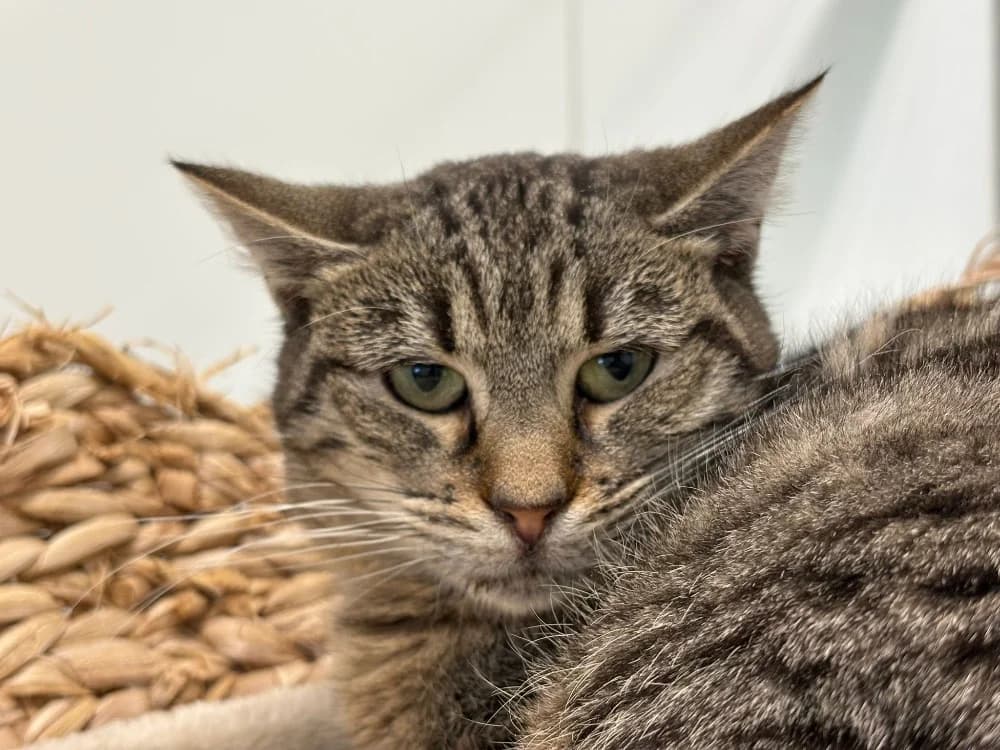 FREYJA, female young Mixed Breed for adoption at SPA Cholet, Cholet