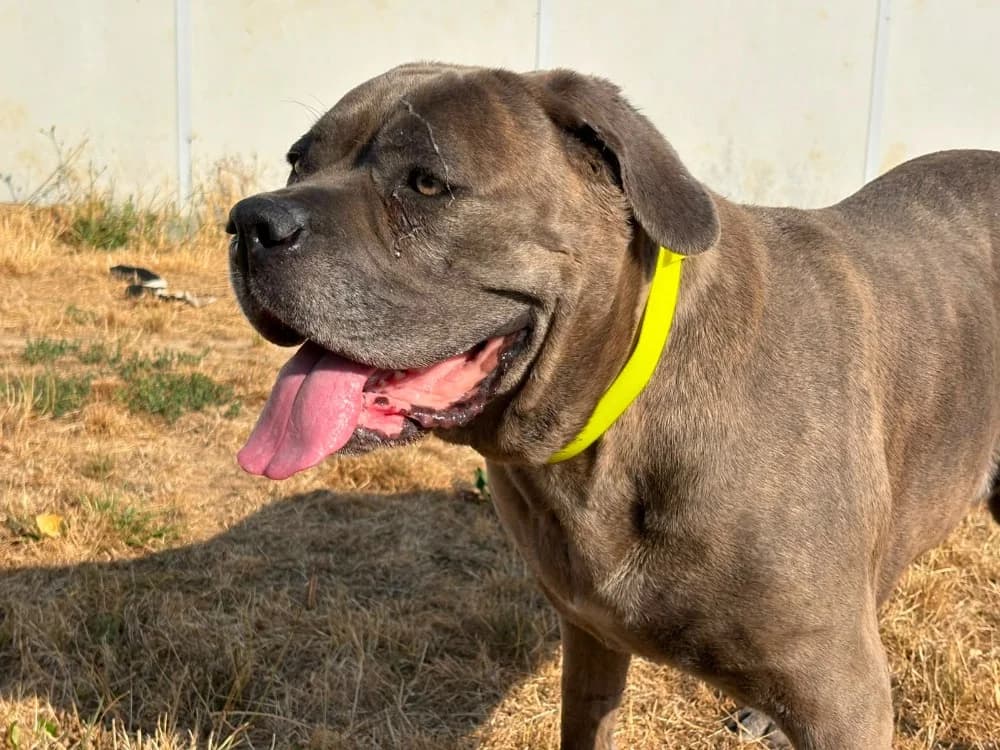 Nanou (réservée), female senior Mixed Breed for adoption at SPA Cholet, Cholet