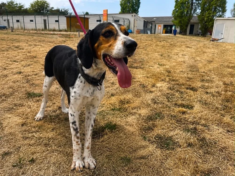 Spidey, male 5yo mixed breed for adoption at SPA Cholet, Cholet