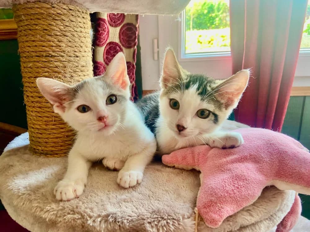TOMTOM, male Mixed Breed for adoption at SPA Cholet, Cholet