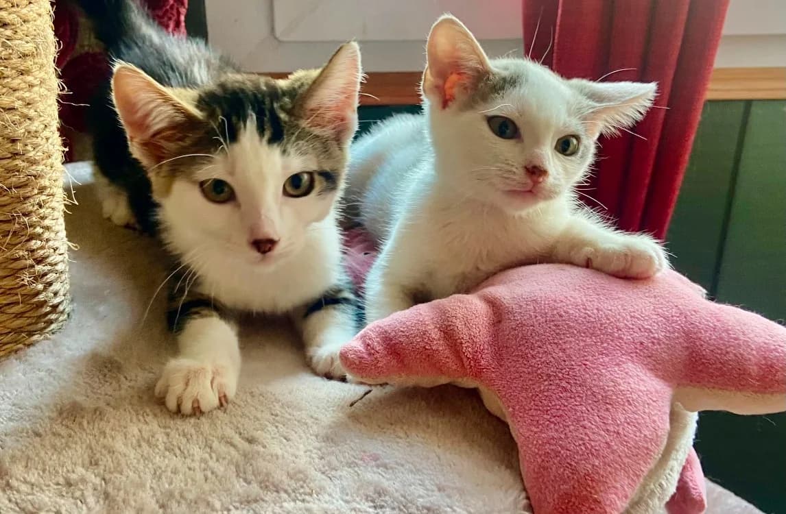 VALIA, female Mixed Breed for adoption at SPA Cholet, Cholet