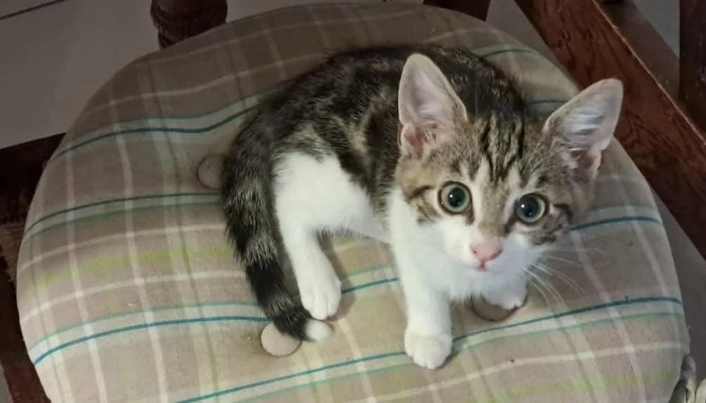 alia, female Mixed Breed for adoption at SPA Cholet, Cholet