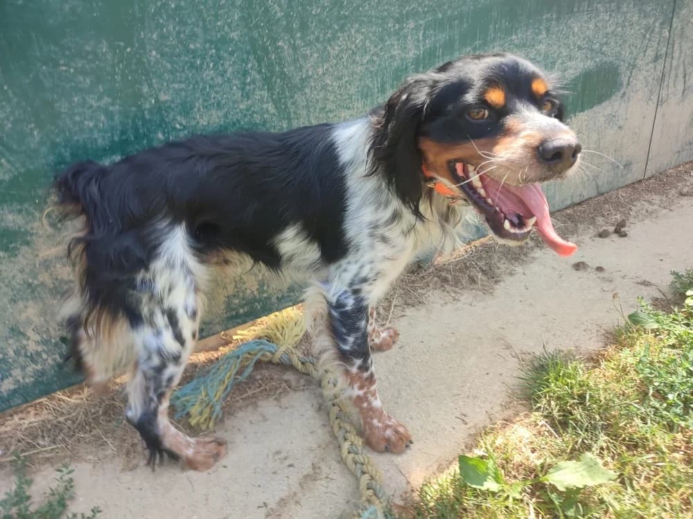 Aston, male young mixed breed for adoption at SPA Cholet, Cholet