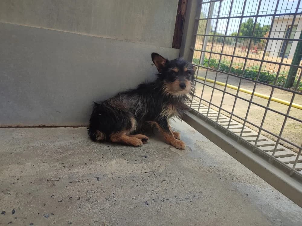 Riri (réservé), male 3yo Mixed Breed for adoption at SPA Cholet, Cholet