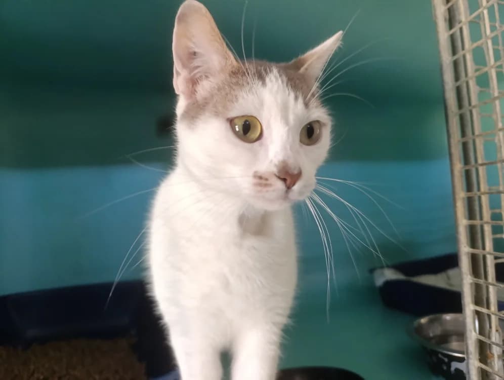 Fiona, female Mixed Breed for adoption at SPA Cholet, Cholet