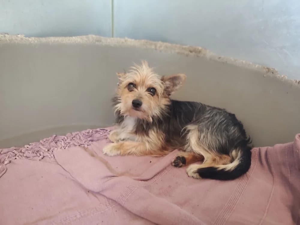Fifi, male 3yo mixed breed for adoption at SPA Cholet, Cholet