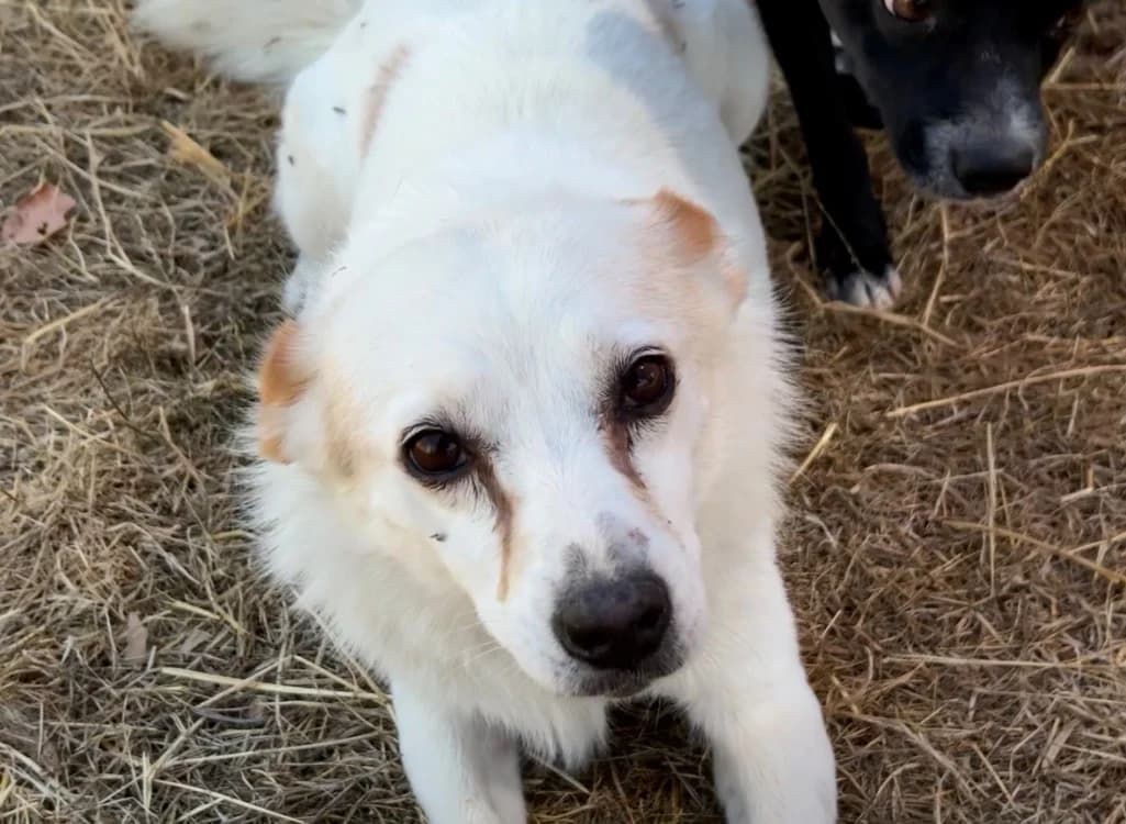 Jenna, female senior mixed breed for adoption at SPA Cholet, Cholet