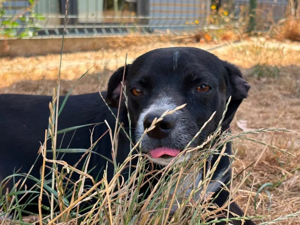 tigrou, male 4yo Border Collie for adoption at SPA Cholet, Cholet