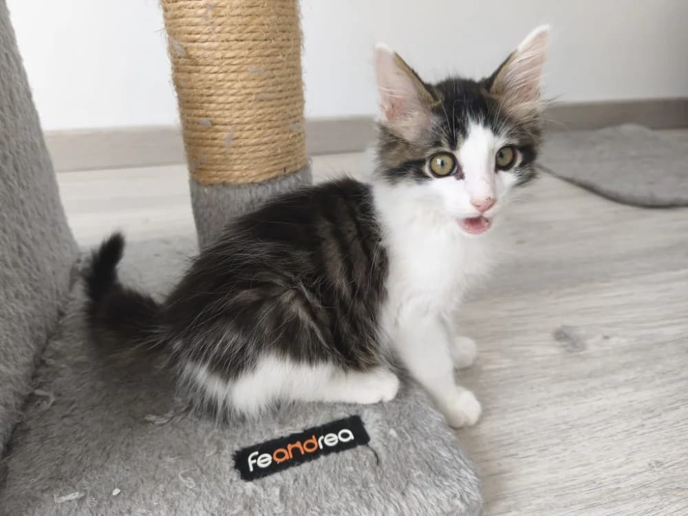 JAVAD, male puppy Mixed Breed for adoption at SPA Cholet, Cholet