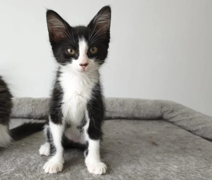 KINNA, female Mixed Breed for adoption at SPA Cholet, Cholet