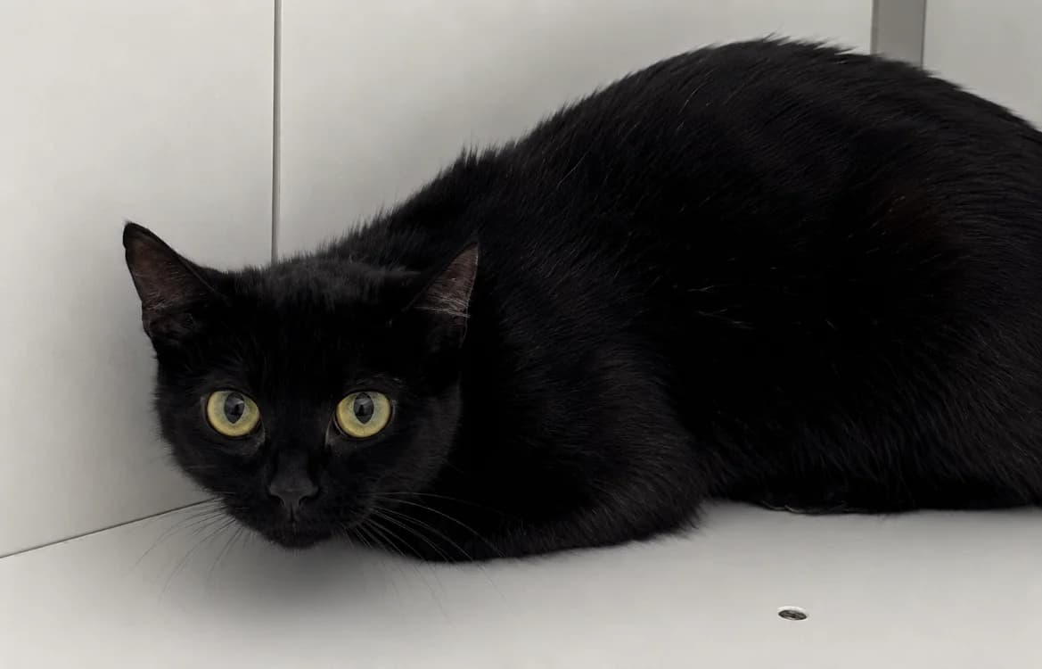 PERLE, female mixed breed for adoption at SPA Cholet, Cholet