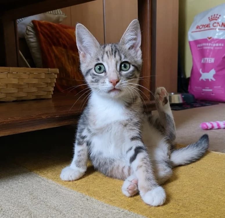 Bbgris, female Mixed Breed for adoption at SPA Cholet, Cholet