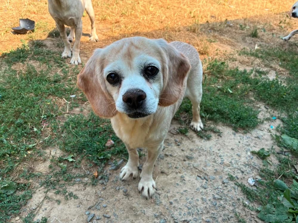 TIKVAH, Beagle (SPA Cholet)