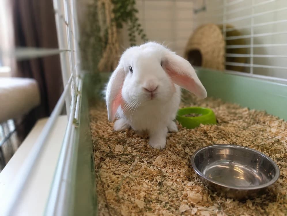 SILVER, male young Mixed Breed for adoption at SPA Cholet, Cholet