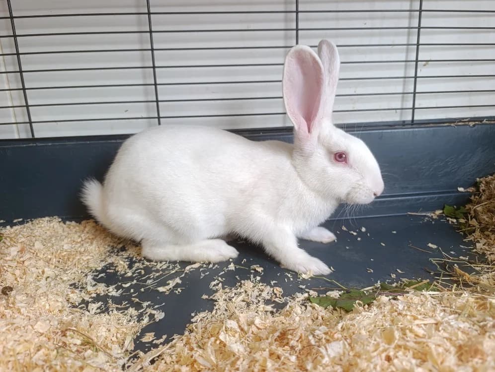 FOLLOWER, Mixed Breed (SPA Cholet)