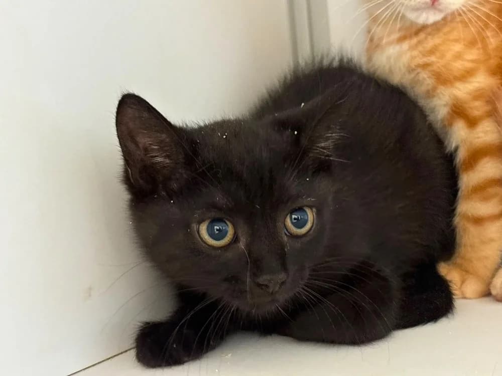 Béta, female Mixed Breed for adoption at SPA Cholet, Cholet