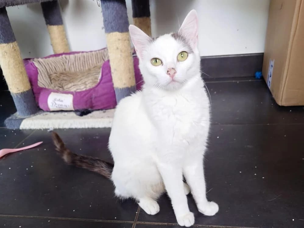 BLISS, Mixed Breed (SPA Cholet)