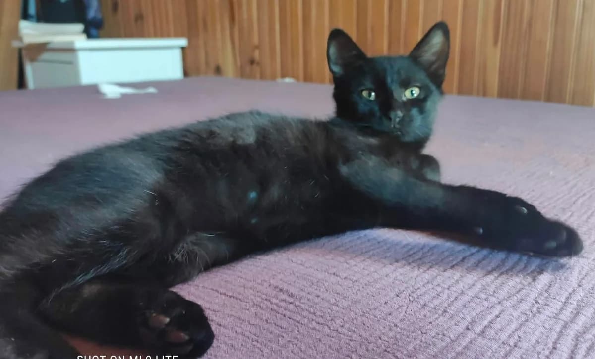 ONYX, male puppy Mixed Breed for adoption at SPA Cholet, Cholet