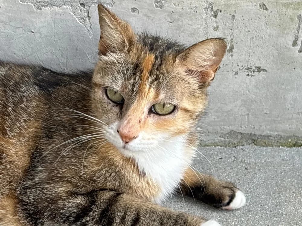 PITA, female 4yo mixed breed for adoption at SPA Cholet, Cholet