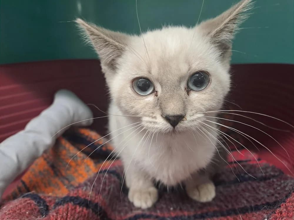 Tofu, Mixed Breed (SPA Millau)