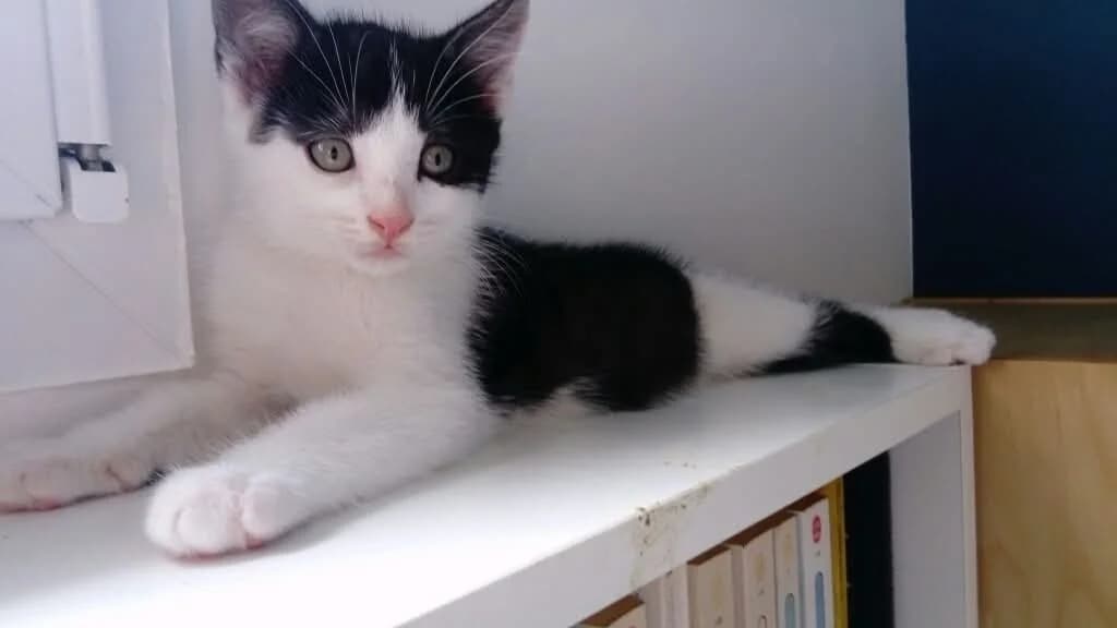 BRETZEL, male puppy Mixed Breed for adoption at SPA Cholet, Cholet