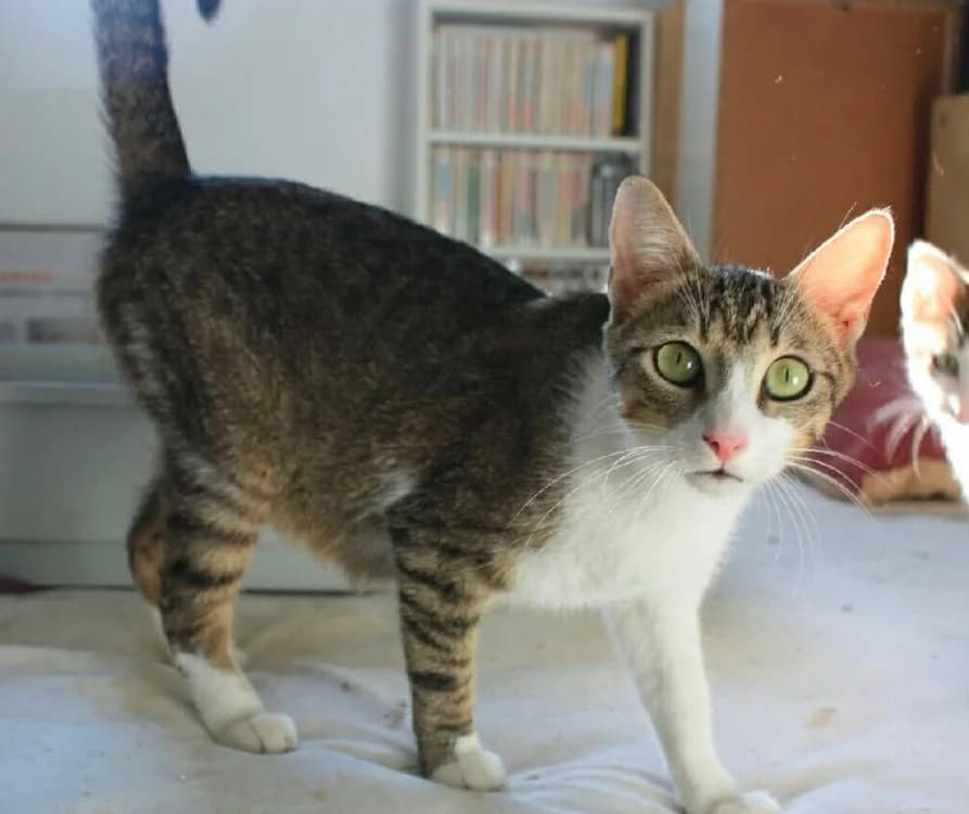 BELINE, female young Mixed Breed for adoption at SPA Cholet, Cholet