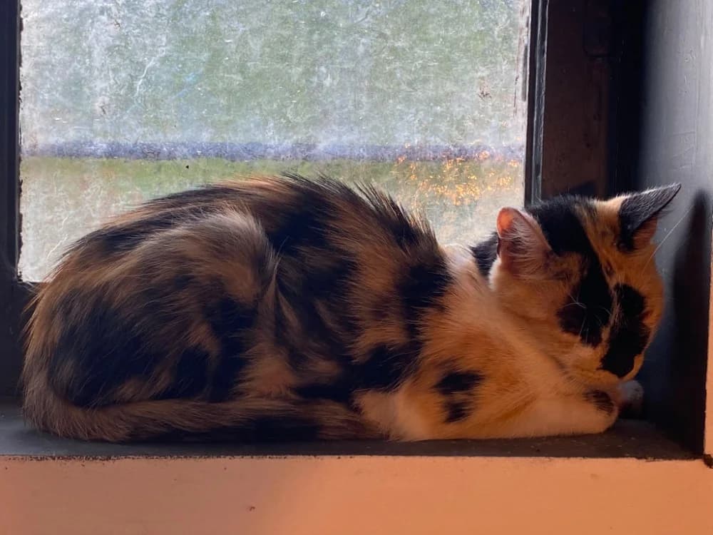 Bellatrix, female Mixed Breed for adoption at SPA Cholet, Cholet