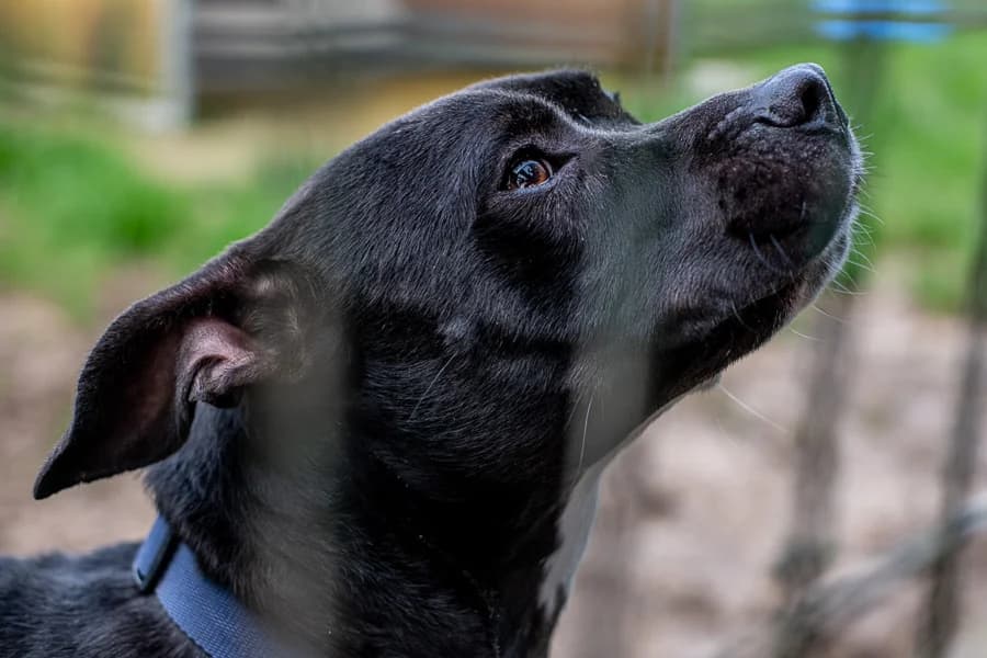 UBER, male 4yo American Staffordshire Terrier for adoption at SPA Cholet, Cholet