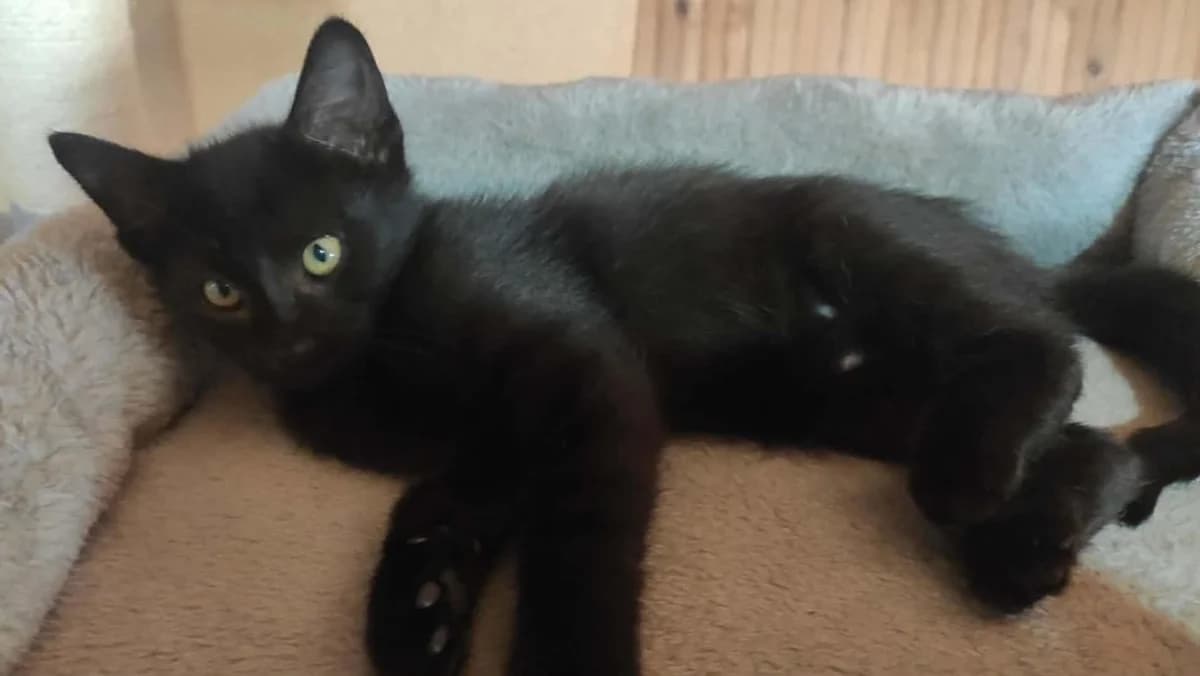 SAKURA, female Mixed Breed for adoption at SPA Cholet, Cholet
