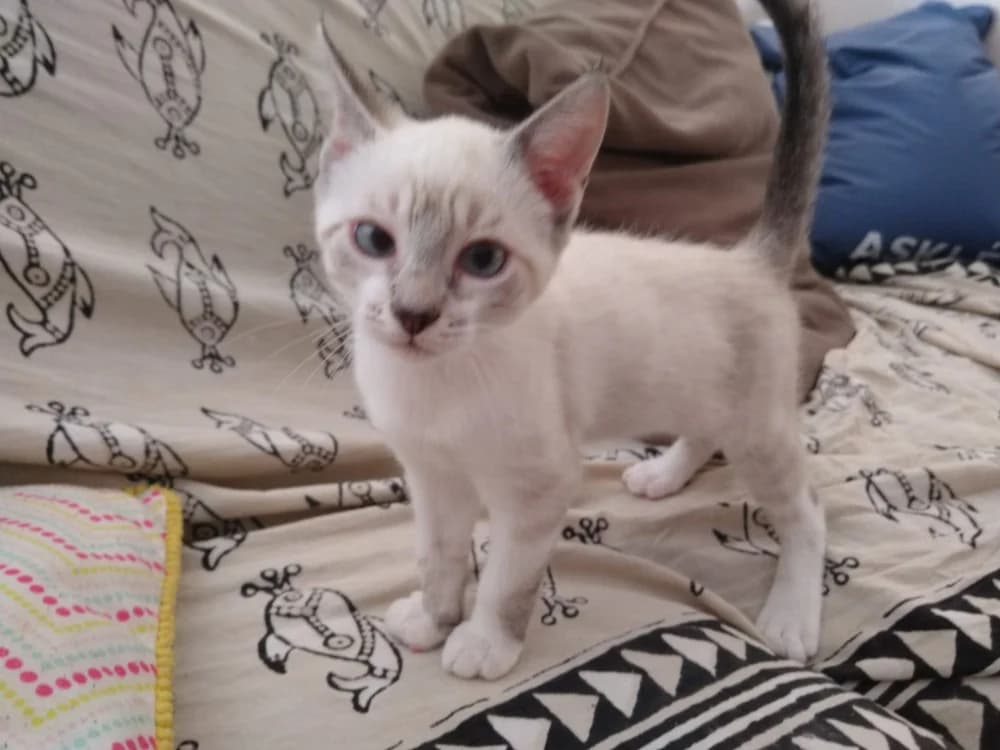 kitty, male puppy Mixed Breed for adoption at SPA Cholet, Cholet