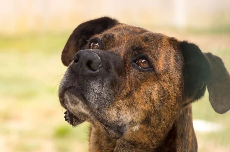 Aiguillette, female 6yo mixed breed for adoption at SPA Cholet, Cholet